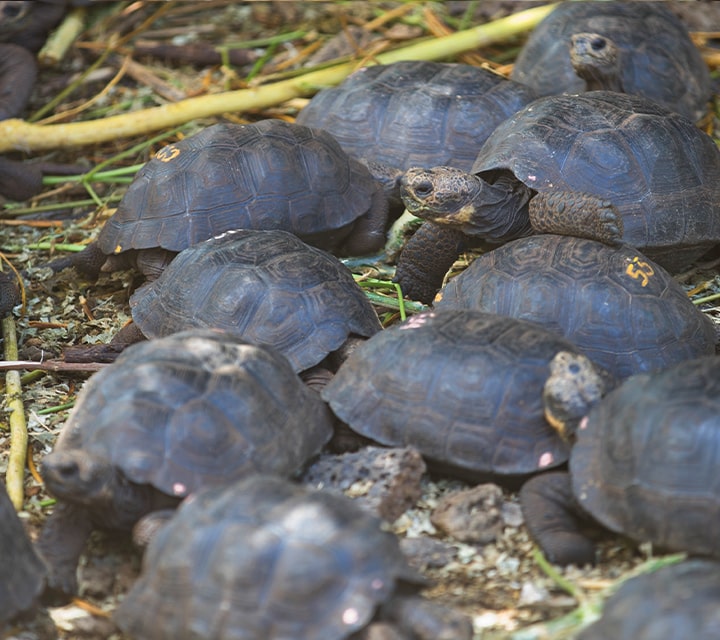 A creep of baby Galapagos Giant Tortoises being observed at the Charles Darwin Research Center to ensure conservation