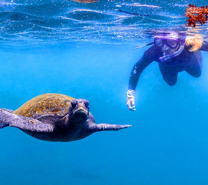 Snorkerler swimming next to a green sea turtle in crystal blue ocean water, best underwater visibility in January