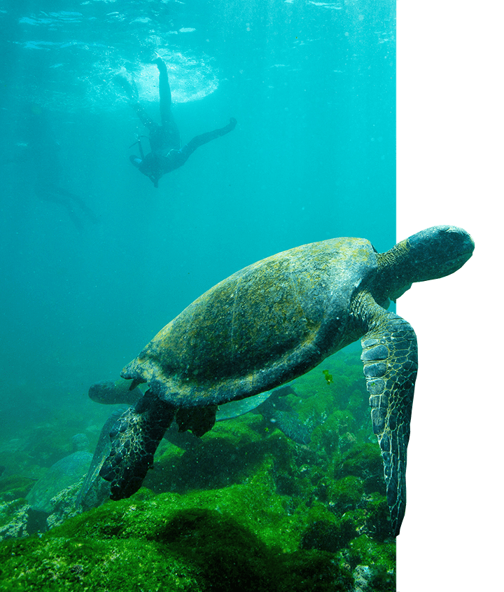 Green Sea Turtles in the shallow mossy seabed with snorkelers around in the Galapagos ocean water