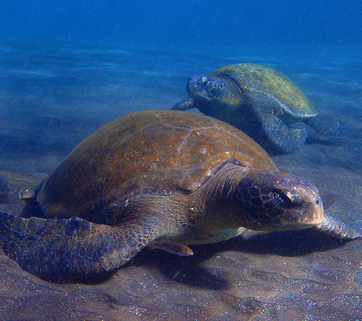 A pair of Green Sea Turtle resting underweather during the mating season in the month of December, Galapagos Islands