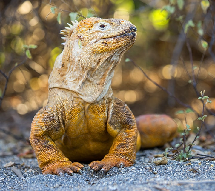 A land iguana standing still, ready for matin season in the Galapagos