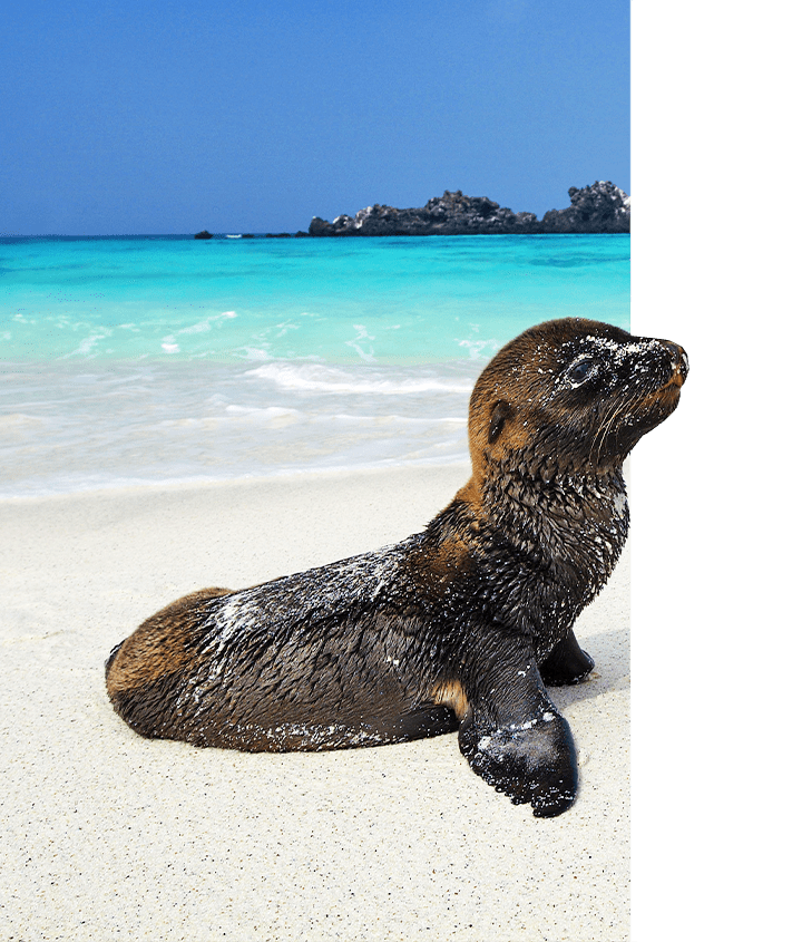 Galapagos Sea Lion pup on a white sand beach in the Galapagos Islands