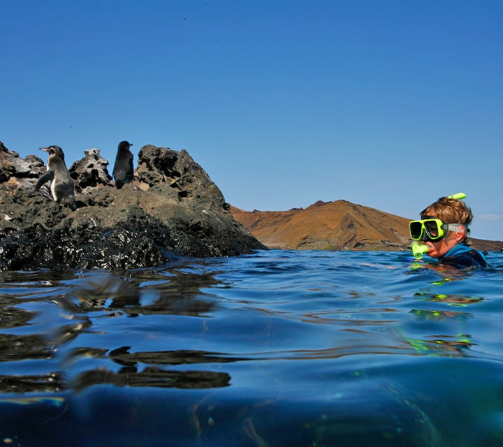 Little boy snorkeling, Galapagos Penguins perched on rocks