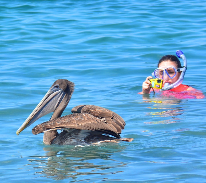 Snorkeler above the surface of the warm ocean water in the Galapagos Islands taking photos of a Brown Pelican