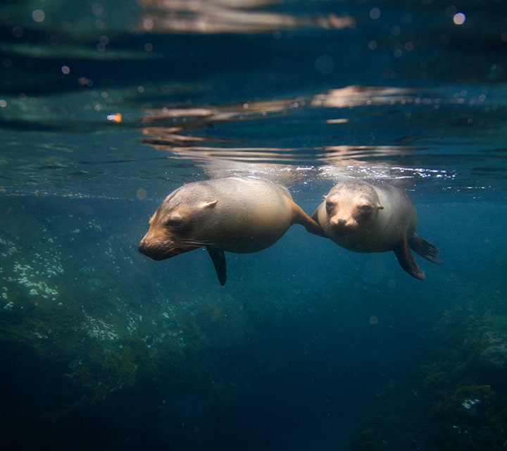 A pair of Galapagos Sea Lions on the surface level of the warm ocean current in the Galapagos Islands