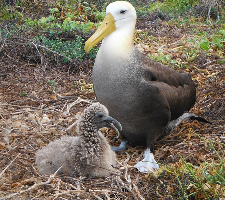A Waved Albatross protecting its new chick in the habitation of the Galapagos Islands