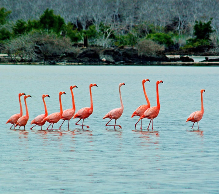 A pat of Flamingos walking together in the Galapagos Islands