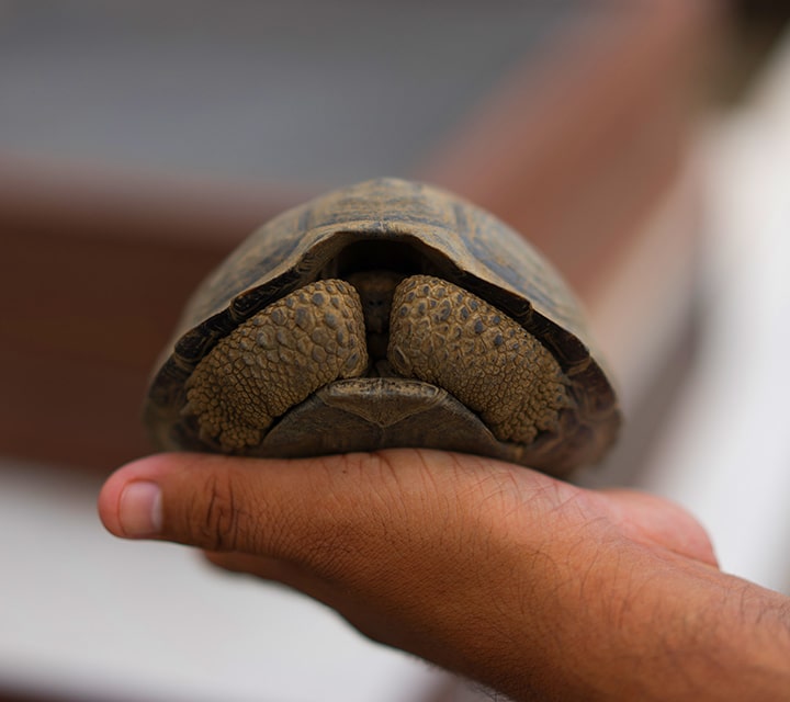 Local Galapagos researcher holds baby tortoise in hand, Galapagos Islands
