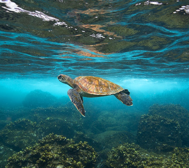 A graceful adult Green Sea Turtle in high visibility underwater in the Galapagos