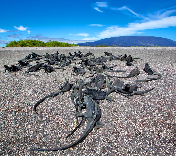 A mess of iguanas sun bathing on a black sand beach in the Galapagos Islands
