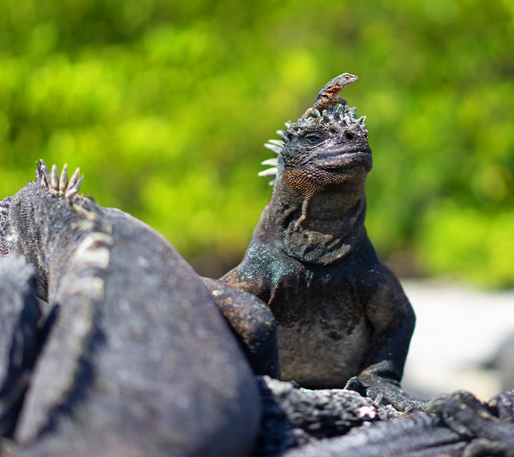Lava lizard sits atop Marine Iguana's head, unique wildlife encounters