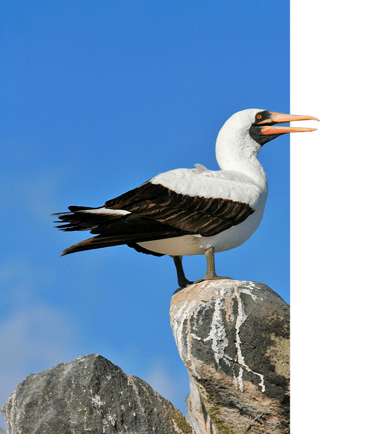 Nazca Booby, perched on a pillar shrouded in blue sky, Galapagos Islands