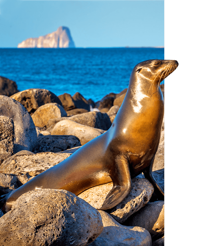 A Sea lion perked up on the rocky Galapagos shore