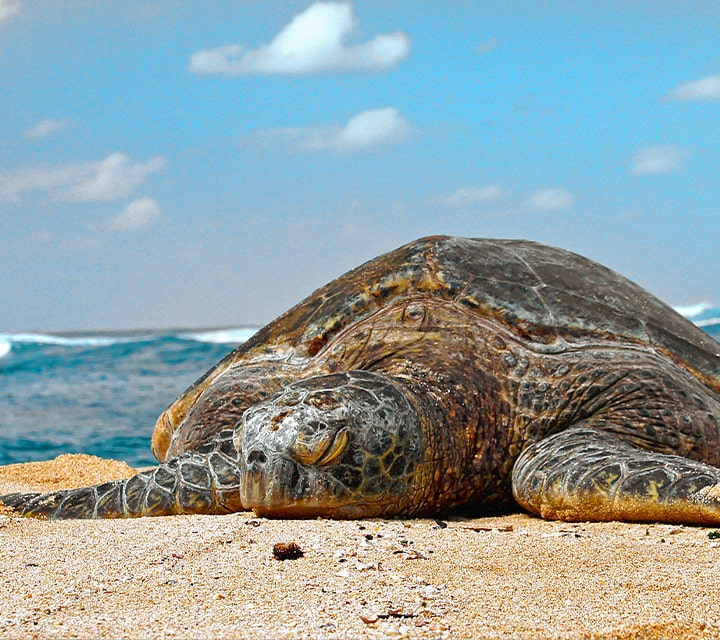 An exhausted and sleepy green sea turtle after nesting in the Galapagos Islands