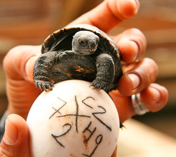 A baby Galapagos Giant Tortoise being compared to an unhatched egg at Charles Darwin Research Station, Galapagos Islands