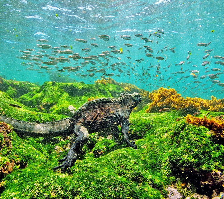 Marine Iguana diving and eating algae during the Humboldt Current in the Galapagos