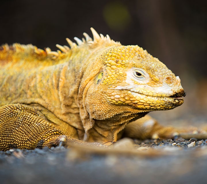 Perfect close up view of a Land Iguana in the Galapagos Islands