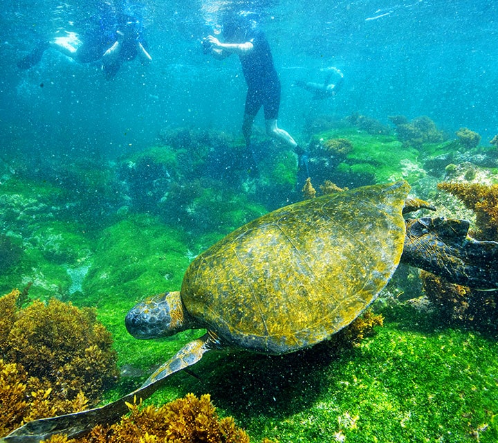 A small group of snorkelers swimming with a Galapagos Green Sea turtle