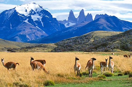 Wildlife Encounters in Patagonia