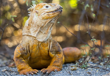 About Animals & Wildlife of the Galapagos