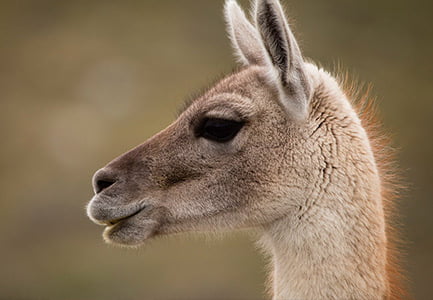 Patagonia Animals & Wildlife