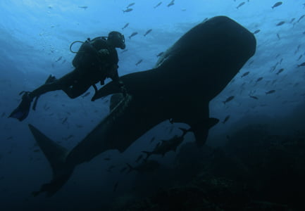 Galapagos Scuba Diving