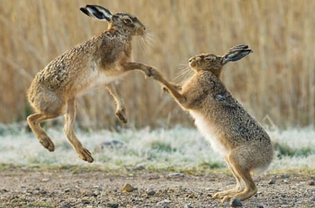 Patagonian Hare