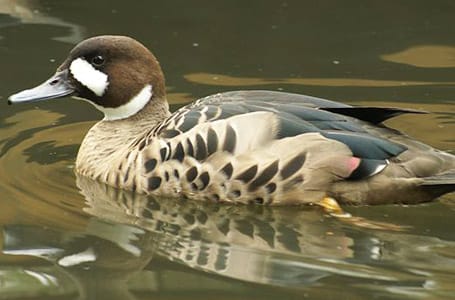 Spectacled Duck