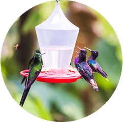 Hummingbird gardens at Mashpi