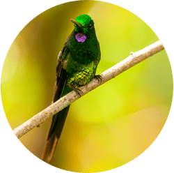 Yanacocha Hummingbird Reserve