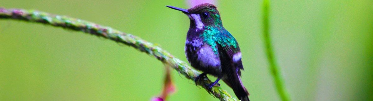 Yanacocha Hummingbird Reserve in  Mindo