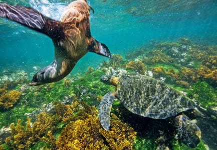 Marine Life of the Galapagos Islands, Ecuador