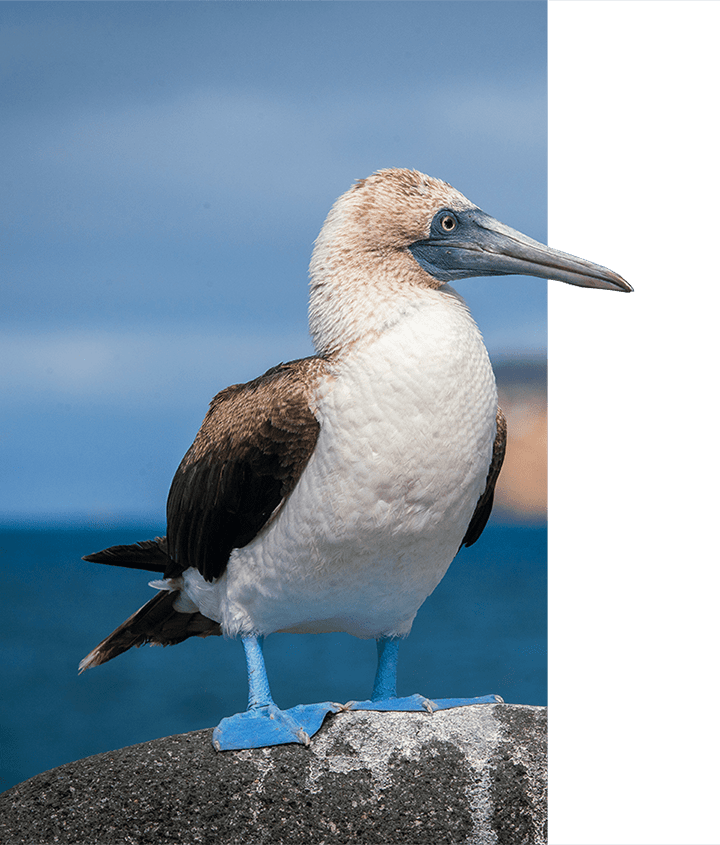 Upclose photo of a Blue-footed Booby on a rock in the Galapagos Islands