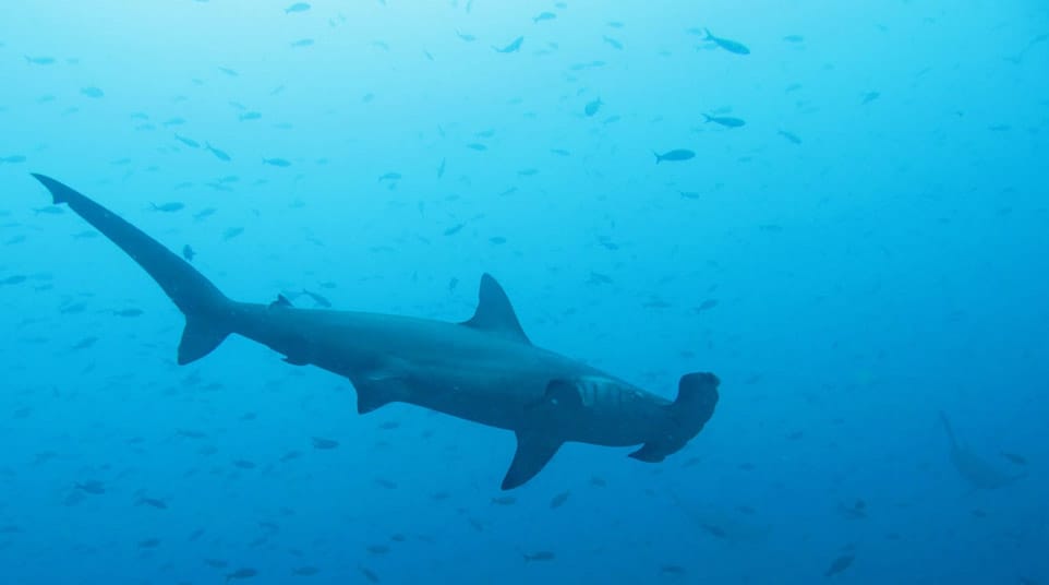 Galapagos ScallopedHammerhead Shark
