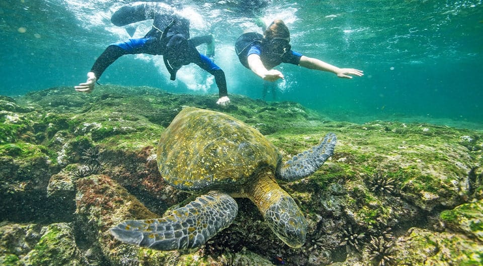 Galapagos Island Snorkeling Snorkeling In The Galapagos Islands