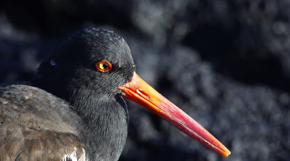 American Oystercatcher in the Galapagos Islands