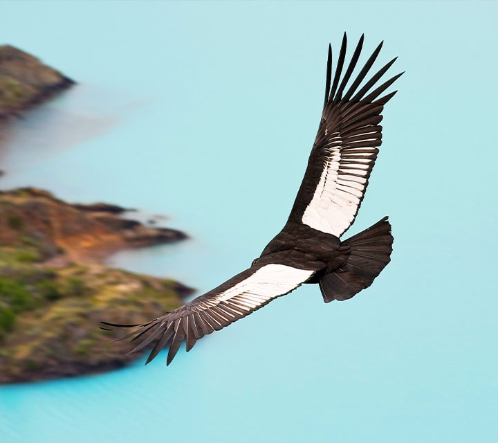 Andes Condor Bird Flying over Patagonia