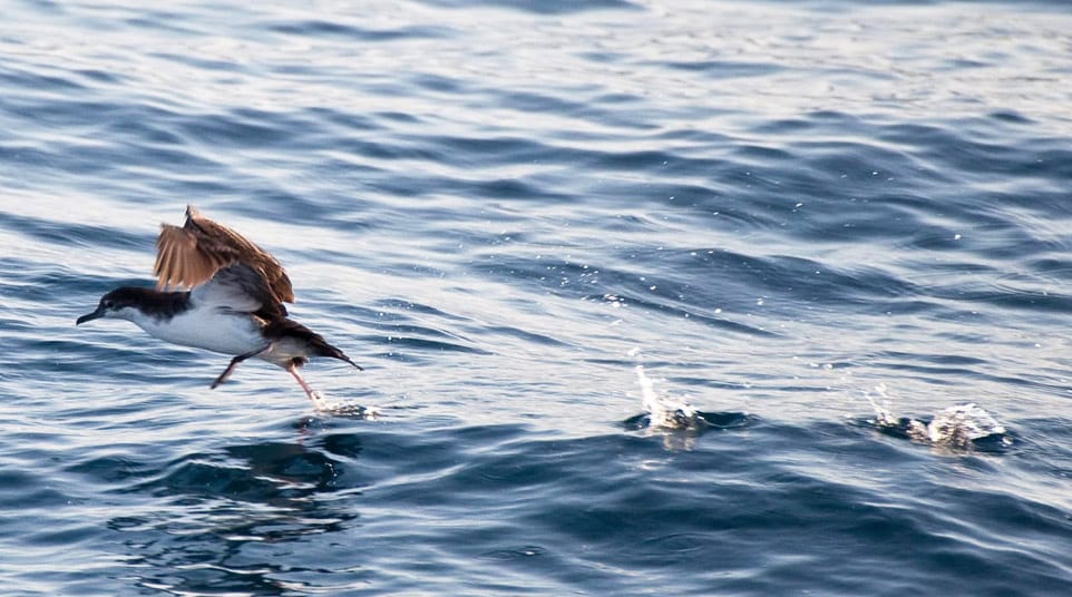 Audubon’s Shearwater seizing items on the ocean surface in the Galapagos Islands