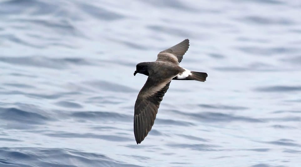 Band-rumped Storm-petrel flying over the ocean in the Galapagos Islands