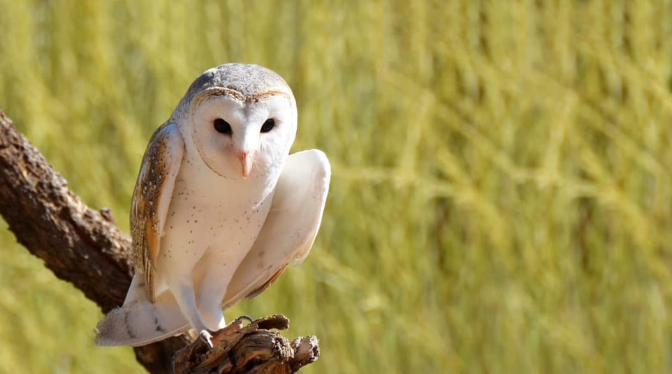 World's smallest species of barn owls sitting on a branch in the Galapagos Islands