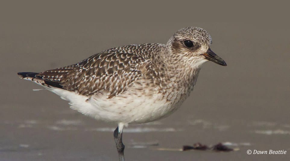 Up-close with a Grey Plover