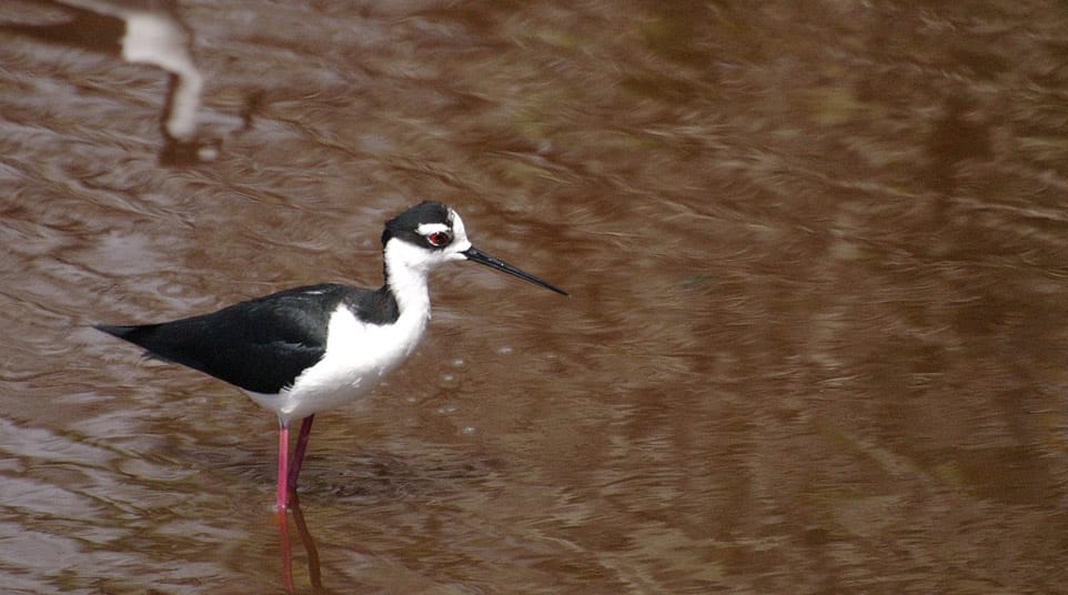 Elegant shorebird, Black-necked Stilt with long, bright pink legs on the Galapagos Islands wetlands