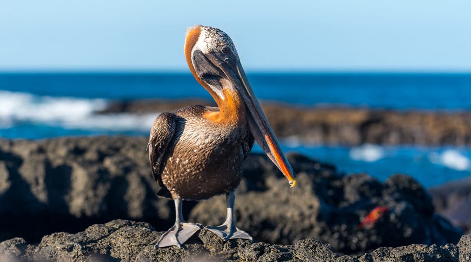 Huge Brown Pelican standing on the rocky shoreline of the Galapagos Islands