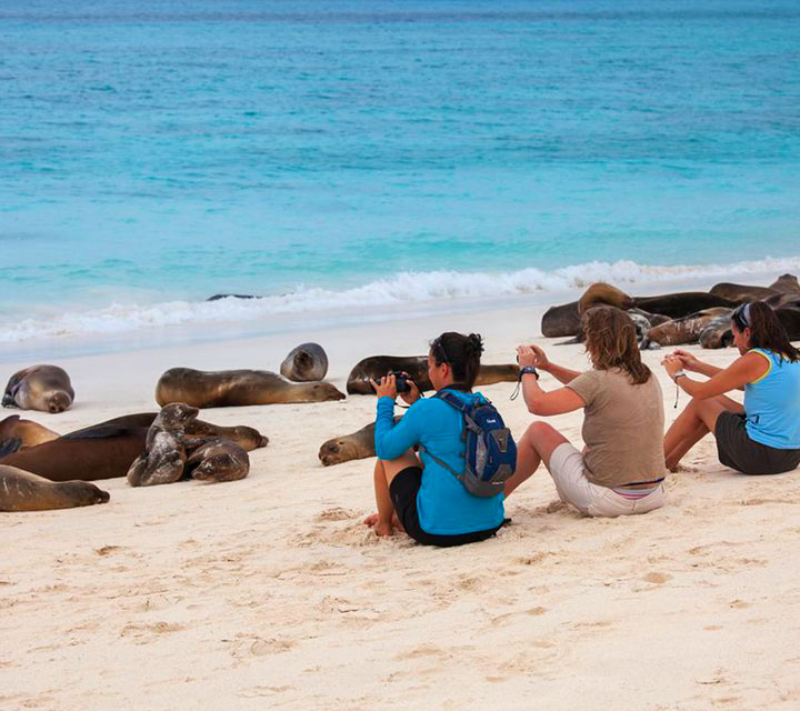 Travelers taking photos of Galapagos Sea Lions resting on the beach