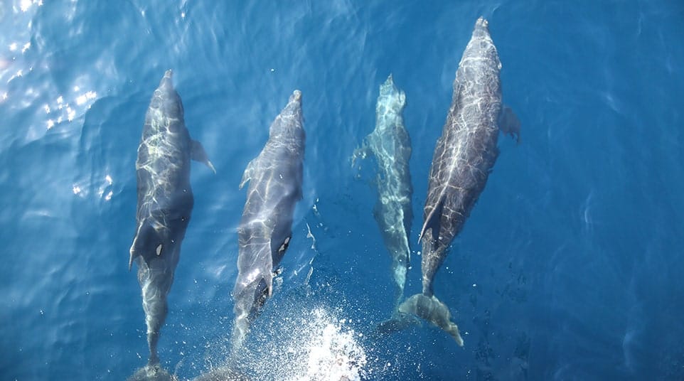 Galapagos Common Dolphins playfully riding the bow waves of Quasar's yacht
