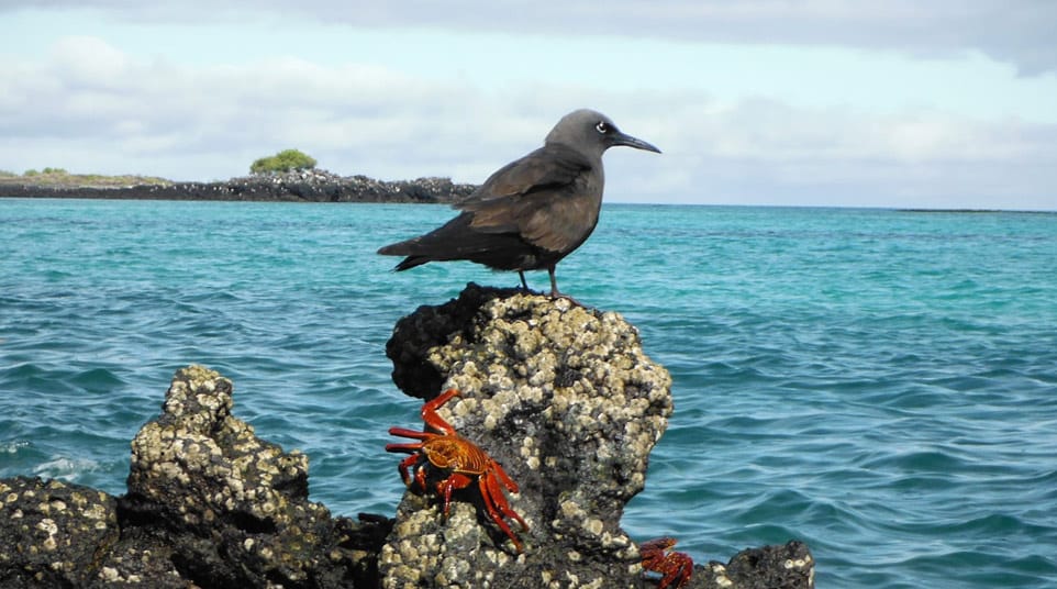 Galapagos Brown Noddy Tern