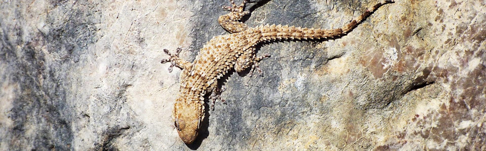 Galapagos Island Geckos - The Gecko of Galapagos