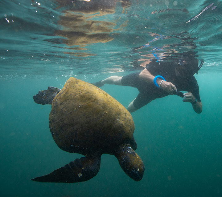 Snorkeler taking a underwater photo of a Green Sea Turtles in the Galapagos Islands