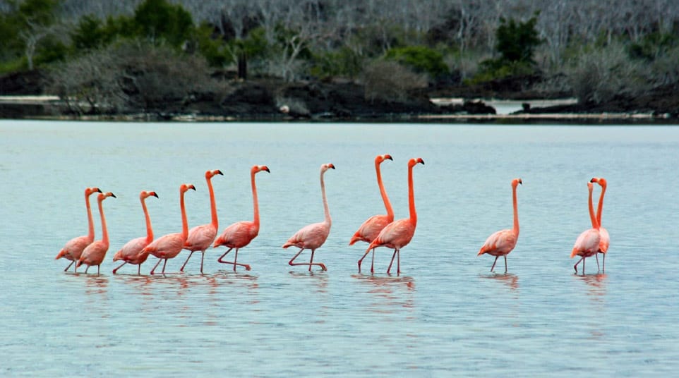 Galapagos Greater Flamingos