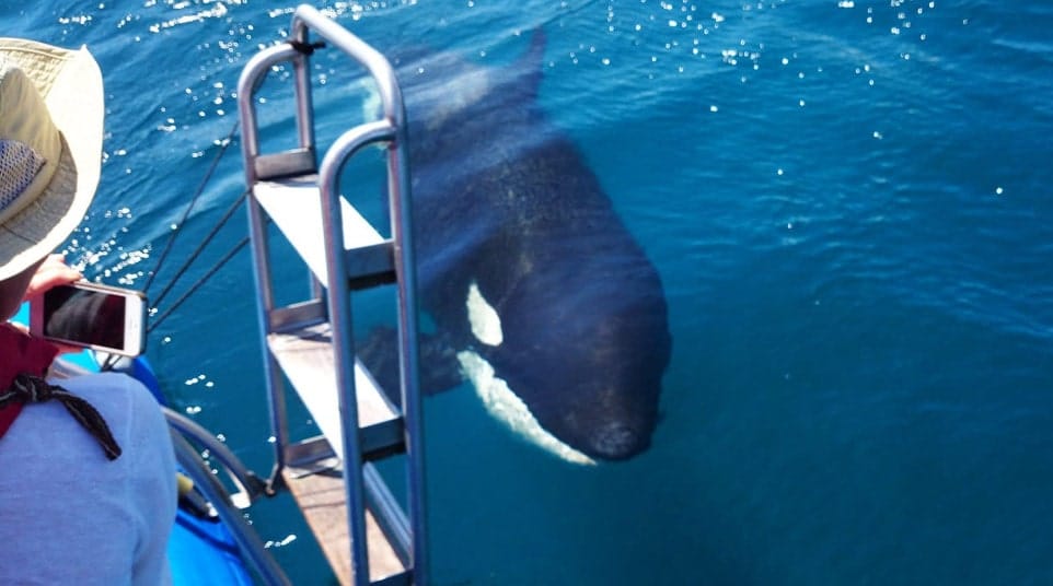 Galapagos Killer Whales Orca
